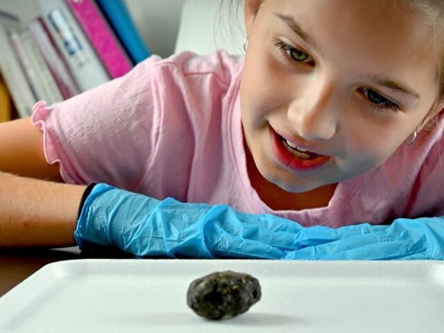 Student dissecting an owl pellet and identifying bones