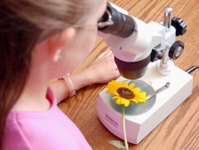 Student examining flower with stereo microscope