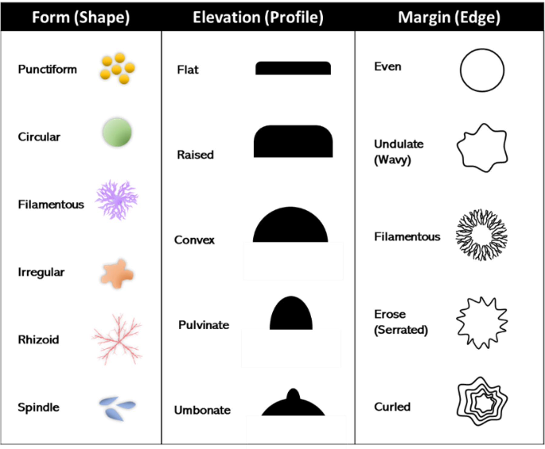 Colony Morphology