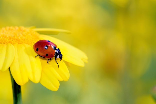 su-uncons-ladybug-coccinellidea-2.jpg