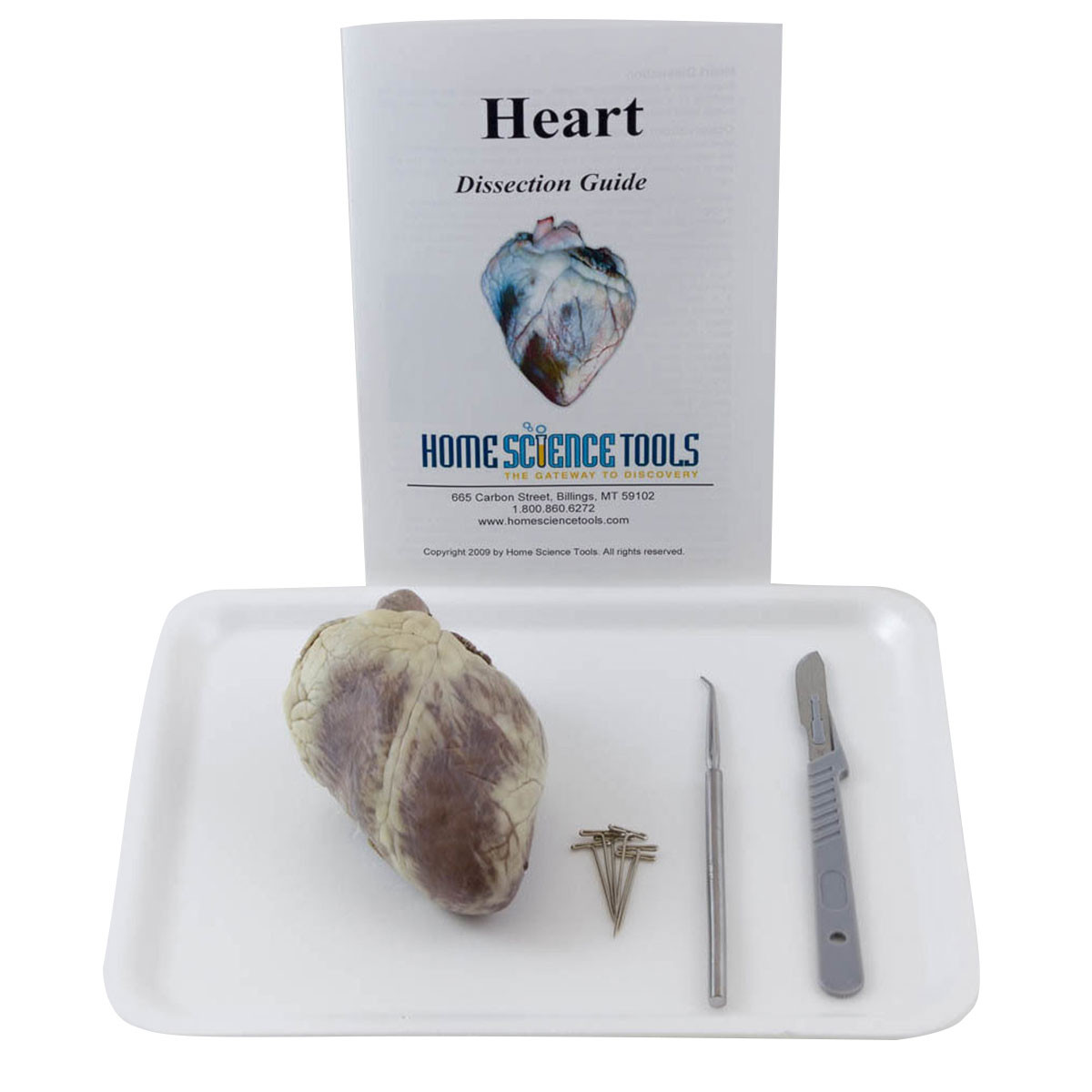 Image of Mammal Heart Dissection Kit
