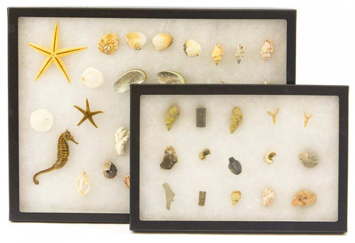 Assorted Riker Mount Display Cases