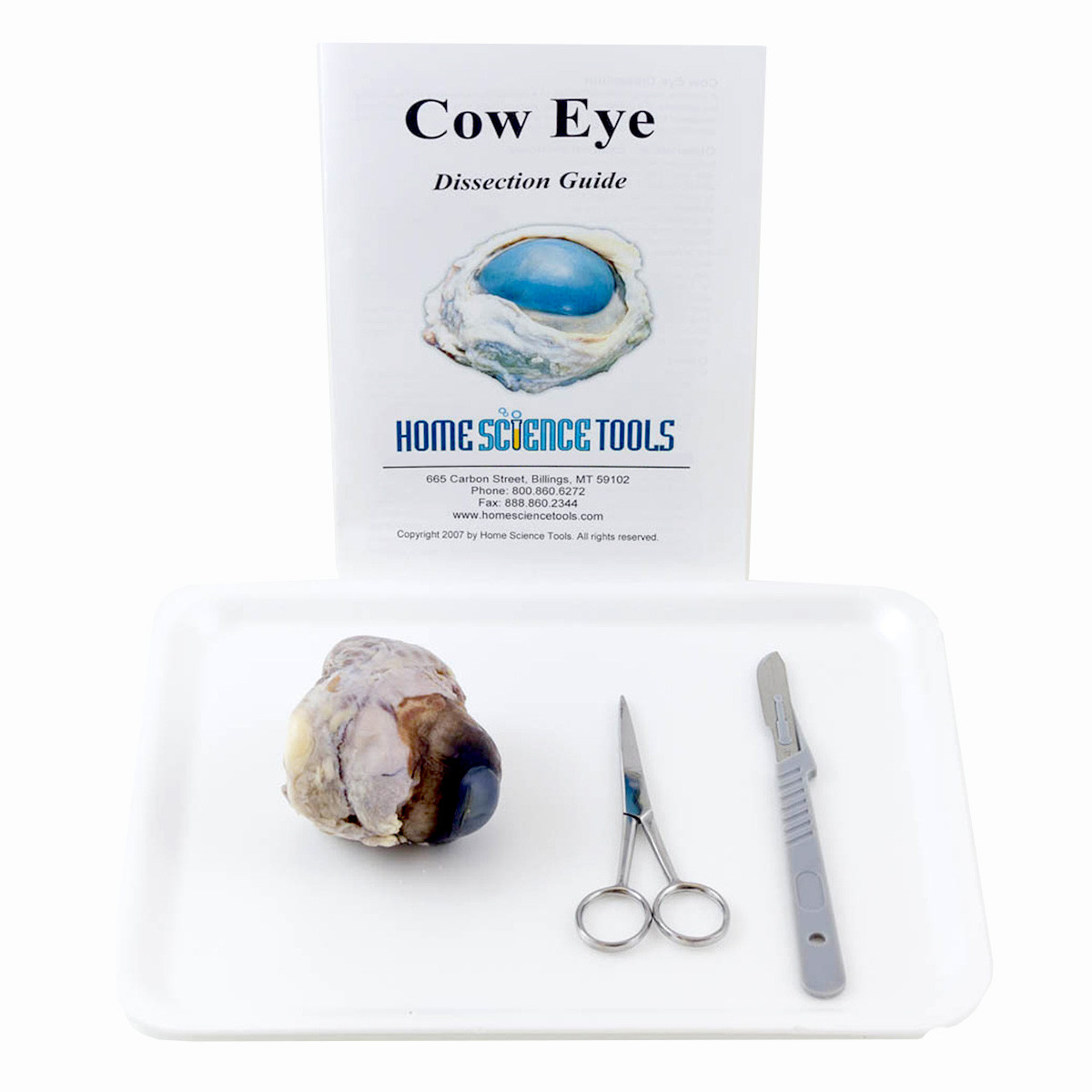 Image of Cow Eye Dissection Kit