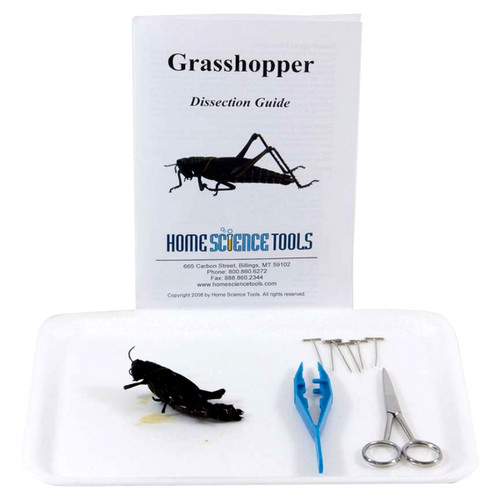 Grasshopper Dissection Kit for Classroom Anatomy | HST