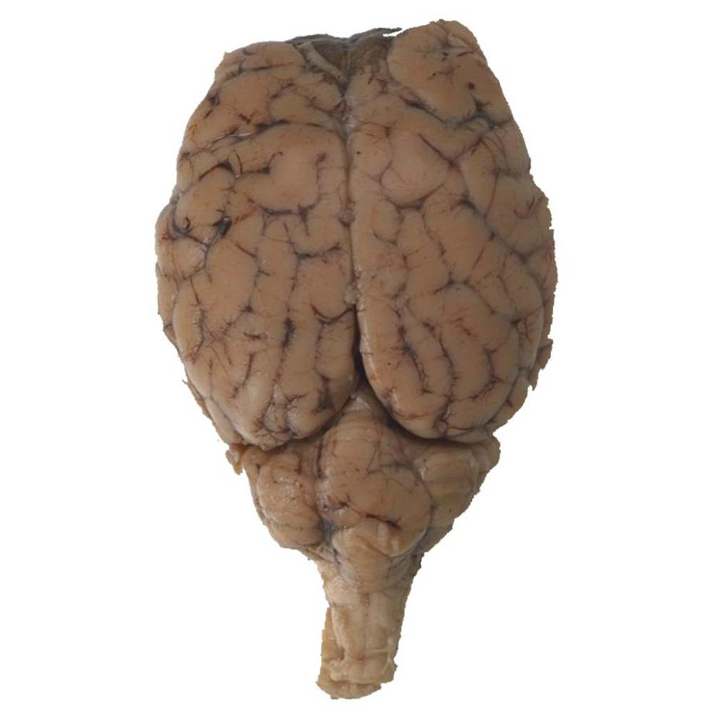 Image of Sheep Brain Specimen