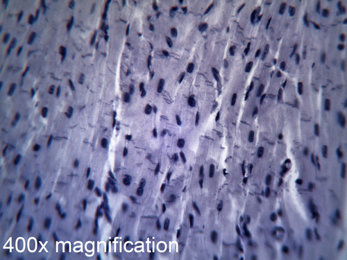 Cardiac Muscle Section Microscope Prepared Slide
