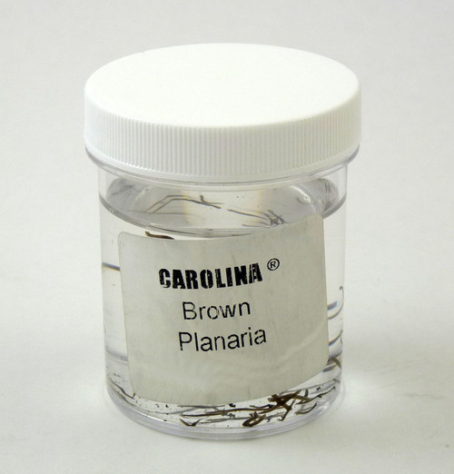 Planaria Brown Live Culture