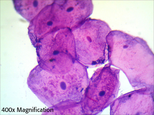 Human Squamous Epithelium Slide Smear