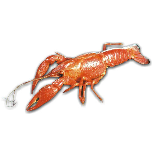 4-6" Crayfish Dissection Specimen for Internal Anatomy Labs