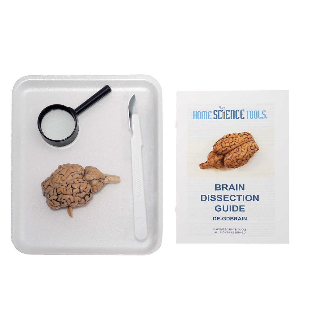 Image of Mammal Brain Dissection Kit