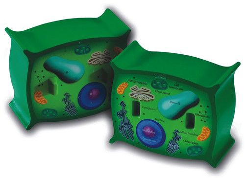 Plant Cell Model Labeled Unlabeled Halves