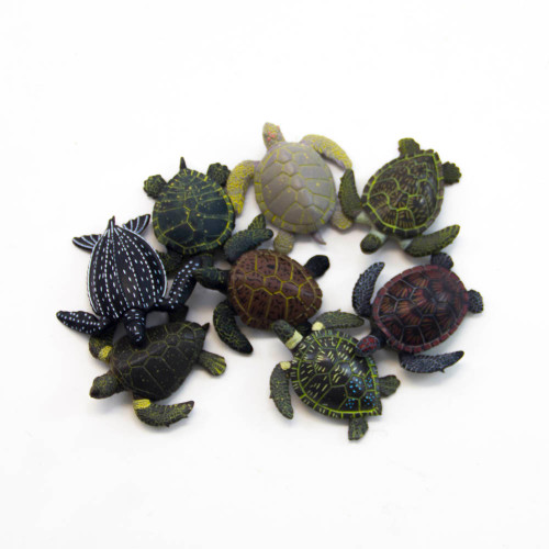 Sea Turtle Dichotomous Key Kit Animal Identification sea-turtle-dichotomous-key-kit-animal-identification