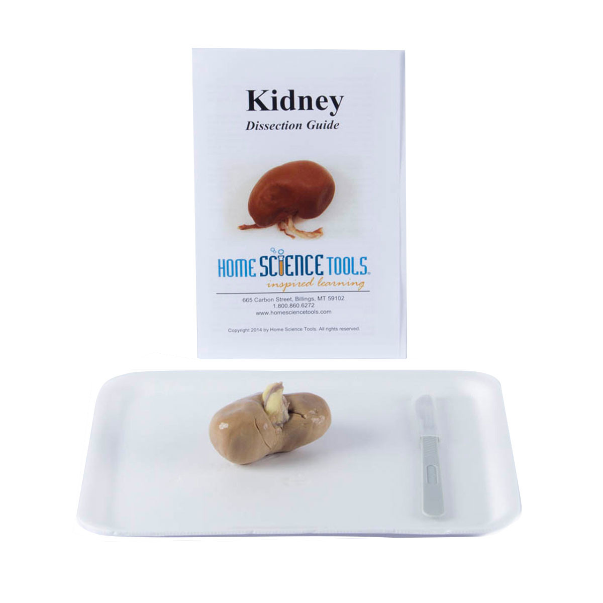 Image of Mammal Kidney Dissection Kit