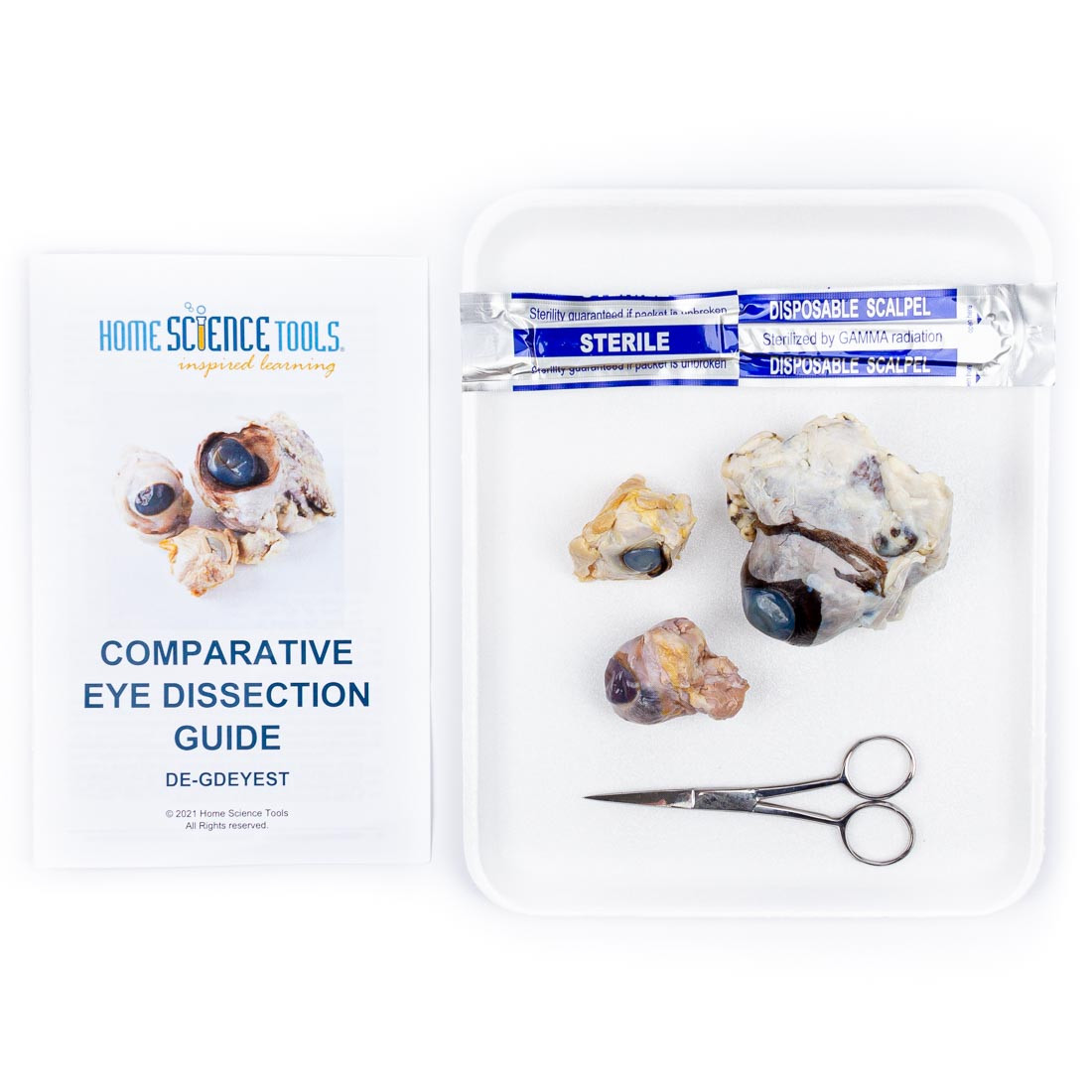 Image of Comparative Eye Dissection Kit