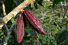 Cacao Seed Extract