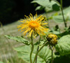 Elecampane Root Extract