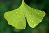 Ginkgo biloba Leaf Extract