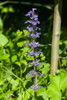 Bugleweed Herb Extract