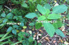 Jewelweed Bath Bar - For Poison Ivy, Oak &  Sumac