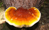 REISHI Mushroom Extract - Catskill Fungi - 2 fluid ounces