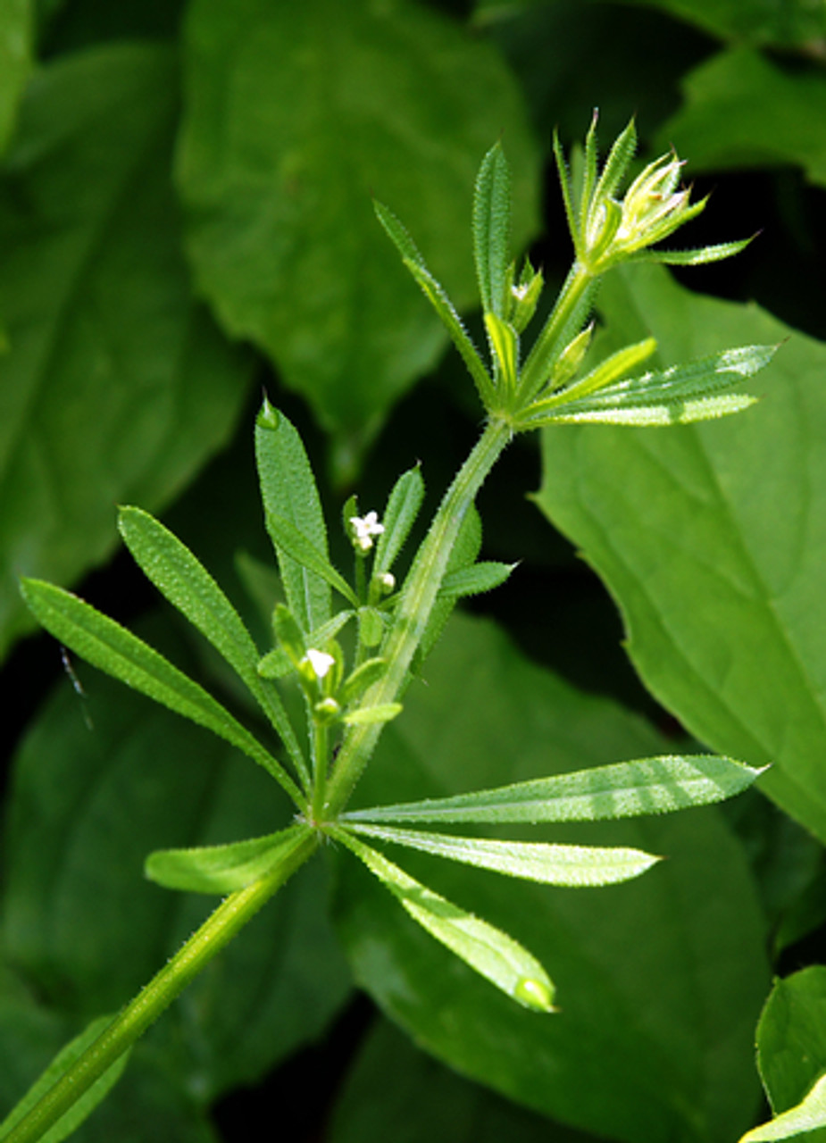 Cleavers Herb Extract