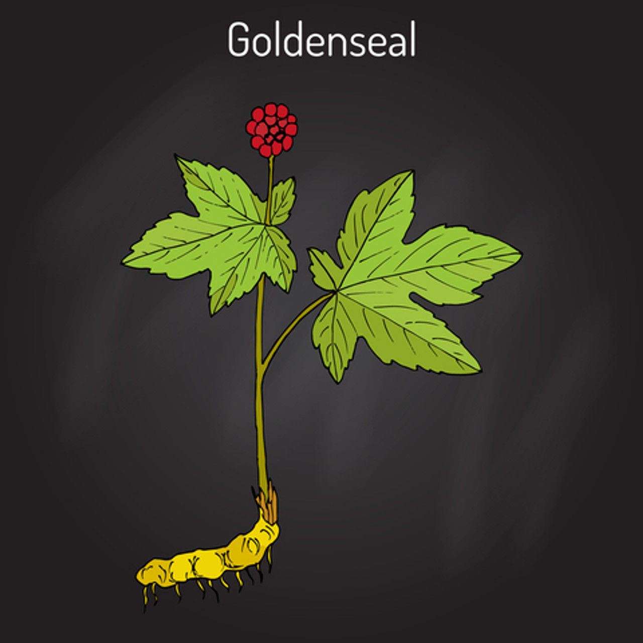 goldenseal root