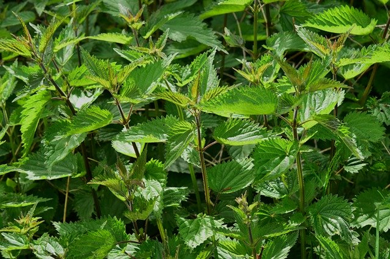 Nettle (Stinging) Leaf Extract