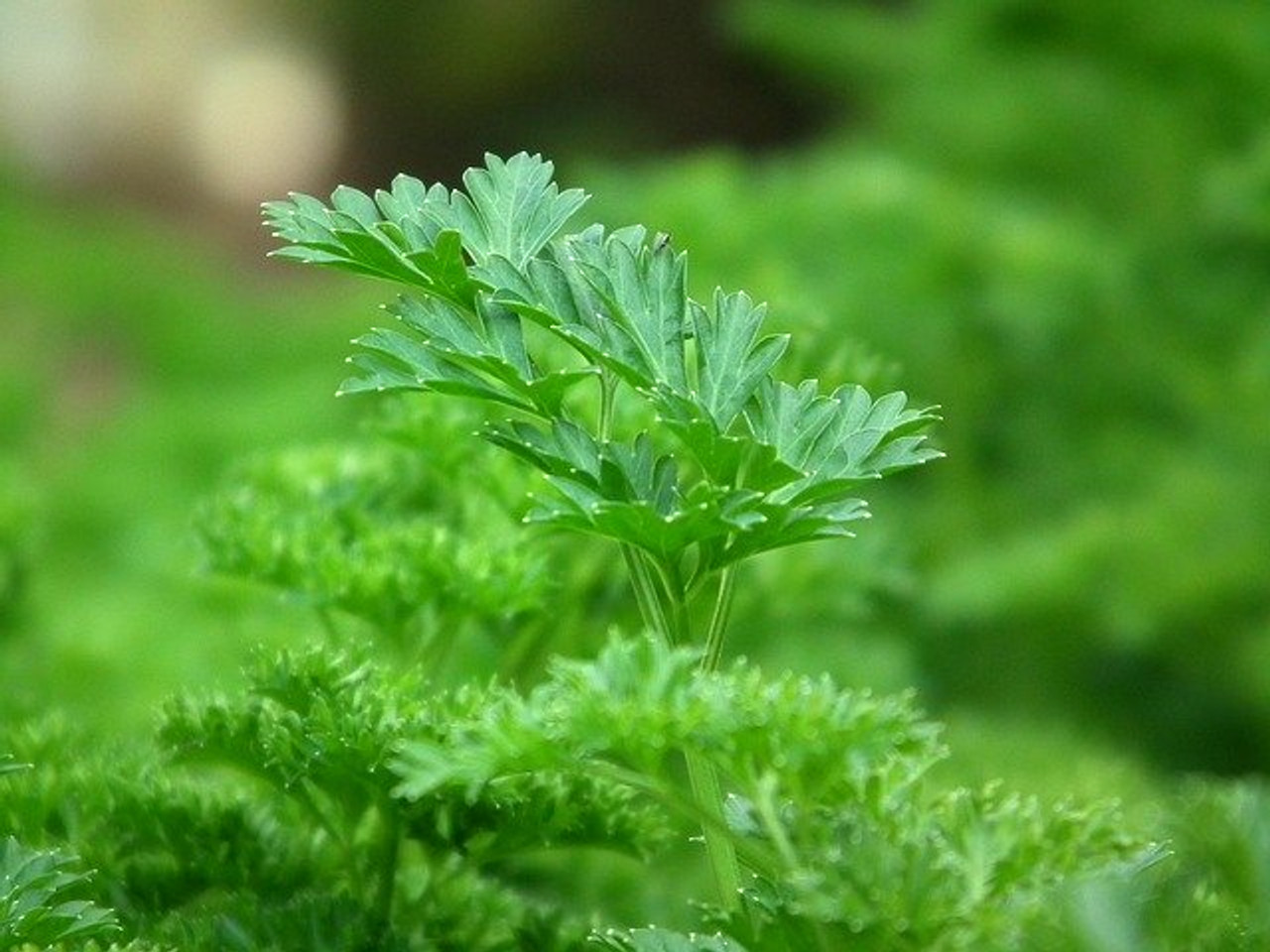 Parsley Leaf Extract