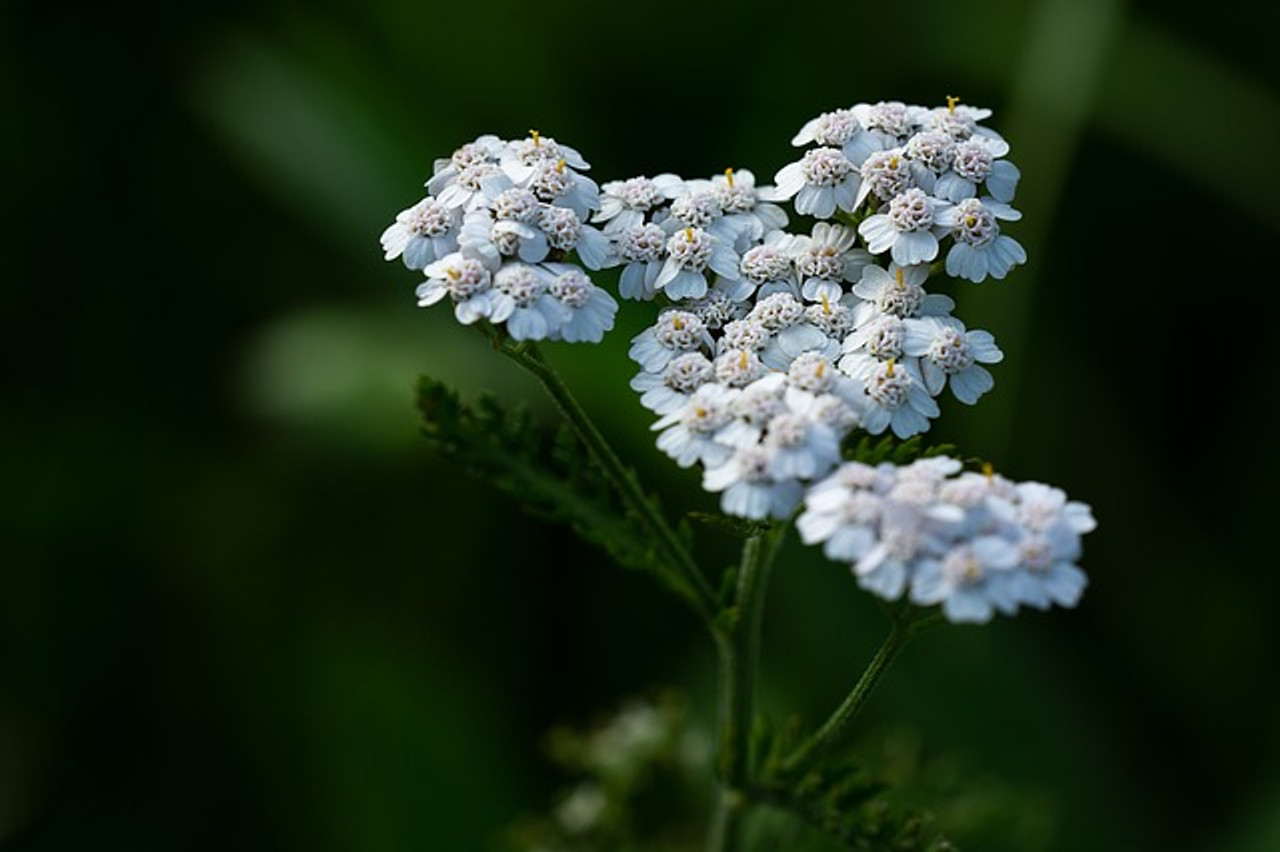 How To Use Yarrow and Shepherd's Purse for Heavy Periods | Emergency Herbs  for Heavy Menstruation - YouTube