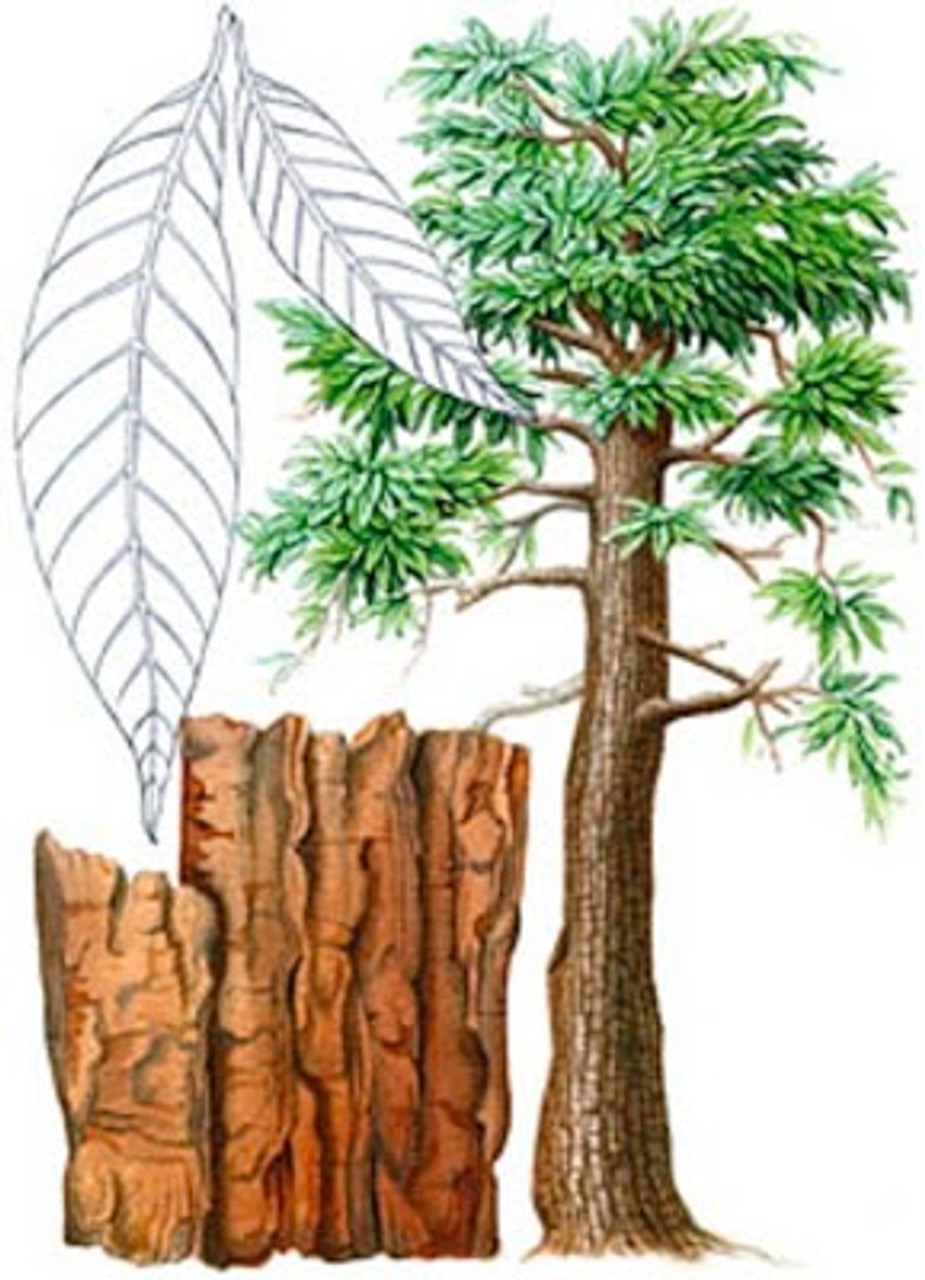 Yohimbe Bark Extract