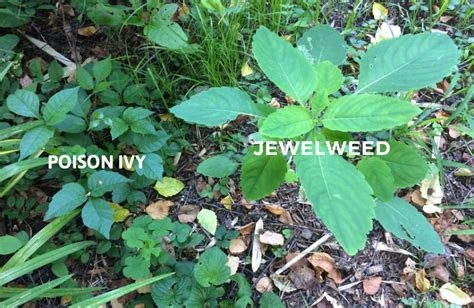 Jewelweed Oil Topical Application for Poison Ivy, Oak & Sumac