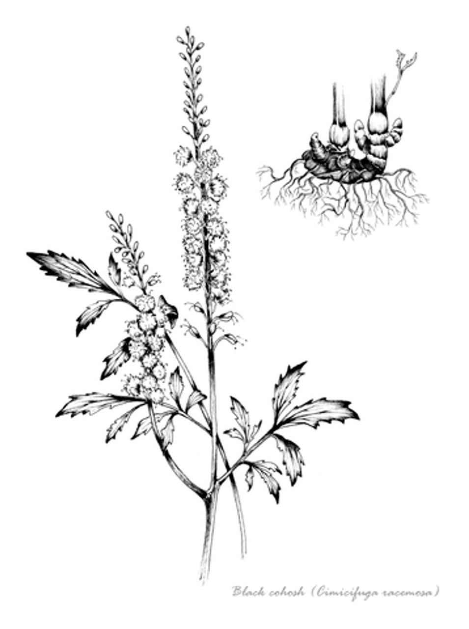 Black Cohosh Root Extract