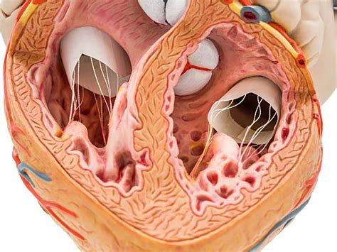 Vitamin K - Help for Your Bones AND Your Heart!