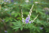Chaste Tree Berry (Vitex) Extract