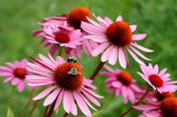 Echinacea purpurea Herb Extract