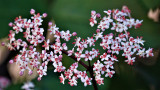 Elder Flower Extract