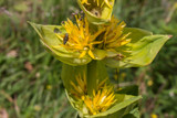 Gentian Root Extract
