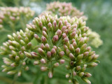 Gravel Root Extract
