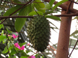 Graviola Leaf Extract
