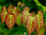 Horny Goat Weed (Epimedium) Herb Extract