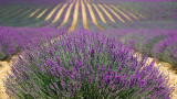 Lavender Flower Extract