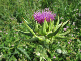 Milk Thistle Seed Extract