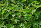 Nettle (Stinging) Leaf Extract