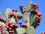 Nopal Cactus Extract