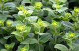 Peppermint Leaf Extract