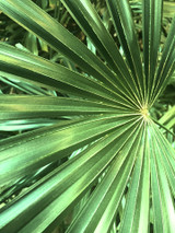 Saw Palmetto Berry Extract