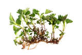 Stinging Nettle Root Extract