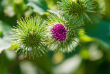 Burdock Root Extract