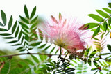 Mimosa Bark Extract