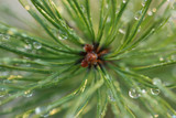 Korean White Pine Needle Extract